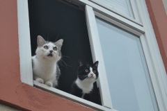 dsc_0913 dsc_0913